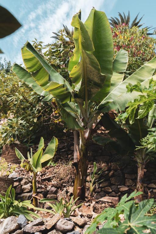 a banana tree with large green leaves in a garden at Casa rural El Hornillo in Vallehermoso