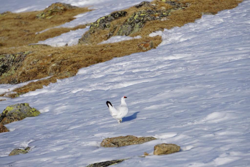 a white bird standing in the water next to some rocks at Haus Staud in Schmirn