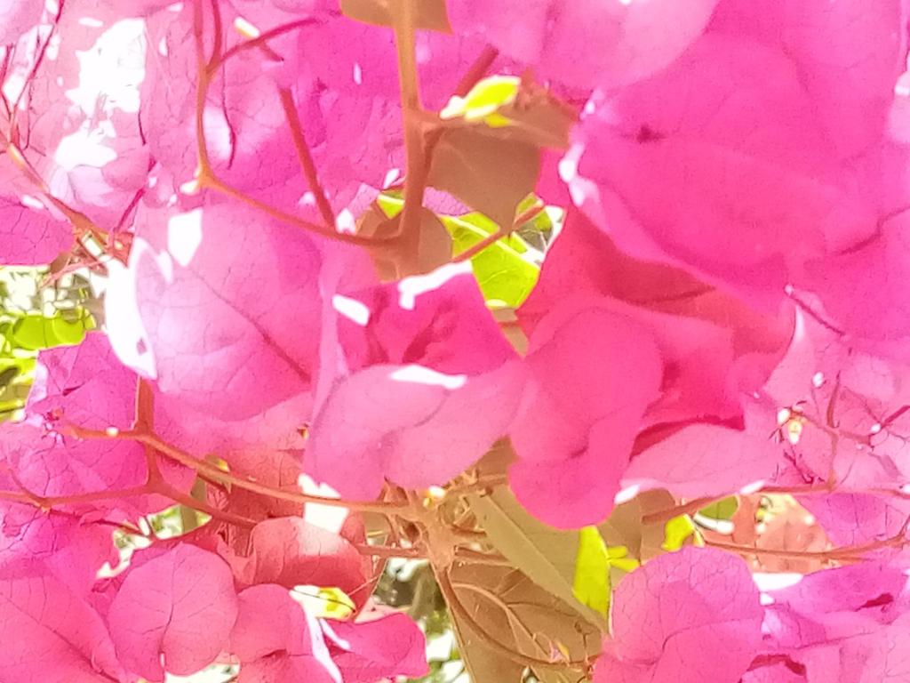 Un jardín fuera de Janna d'Ifni