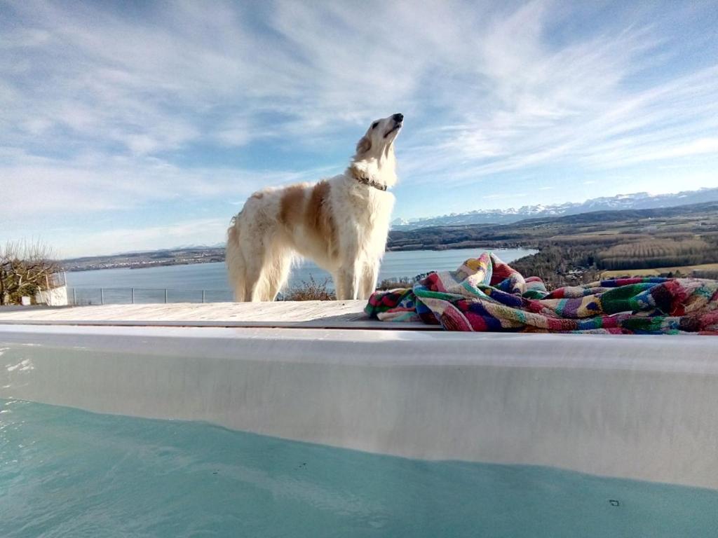 a dog standing on the edge of a swimming pool at Swiss Borzoi House in Bellerive