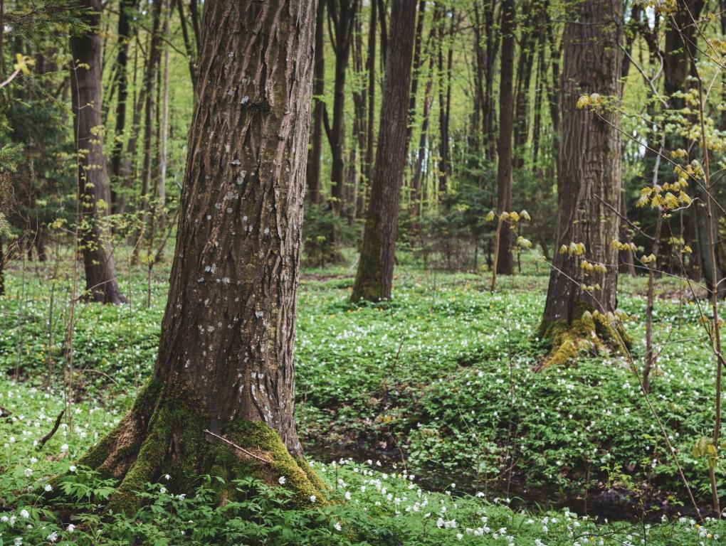 Vonkajšia záhrada v ubytovaní Leśna 21 Dom Północ przy ZALEW SIEMIANÓWKA
