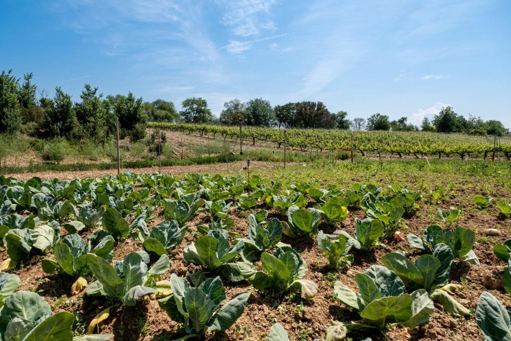 A garden outside Castilla Termal Monasterio de Valbuena