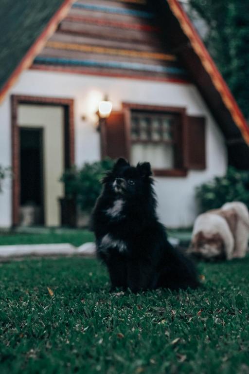Domácí mazlíčci ubytovaní s hosty v ubytování Villa Chalés Gramado - OH HOTÉIS