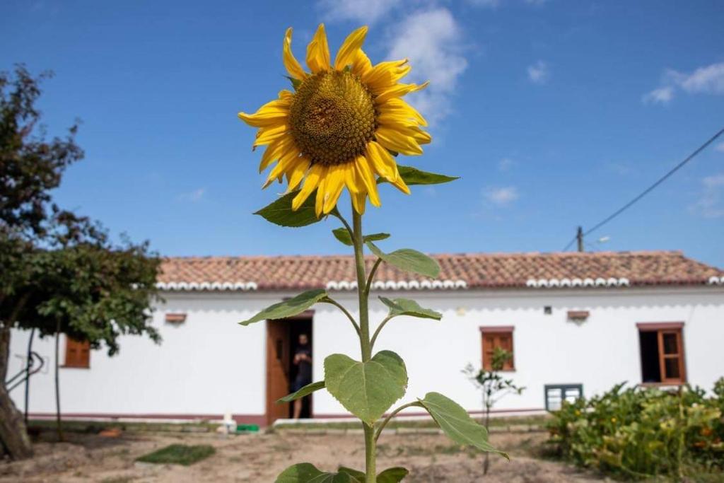 eine Sonnenblume vor einem weißen Haus in der Unterkunft Heu’s Monte in Odemira