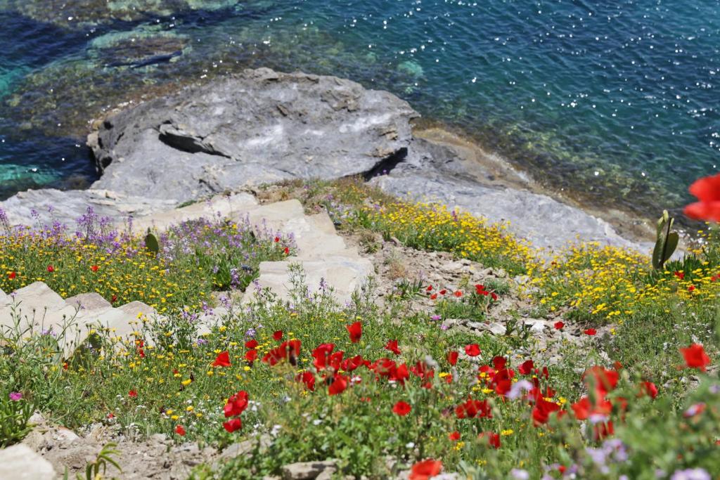 a field of flowers next to the water at Camara Homes in Andros