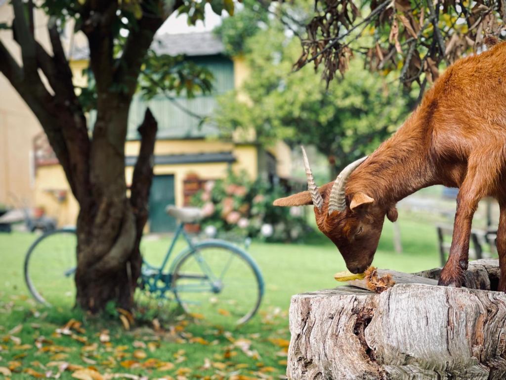 a goat standing on top of a tree stump at Casa da Roxa in Foz