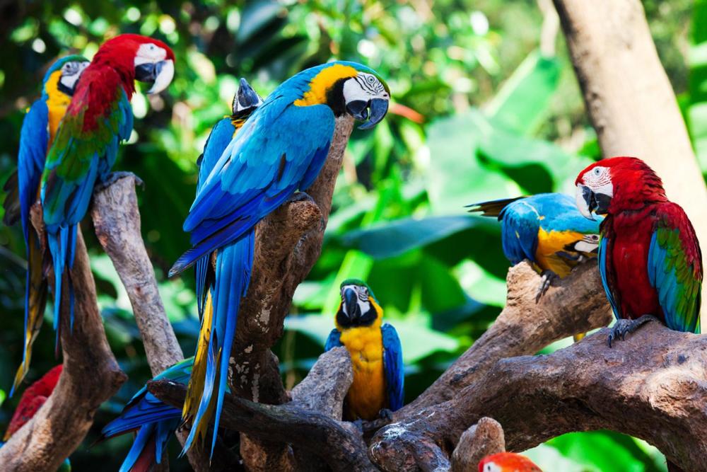 a group of colorful parrots sitting on a tree branch at Amazon Jaguar Adventure & Lodge in Iquitos