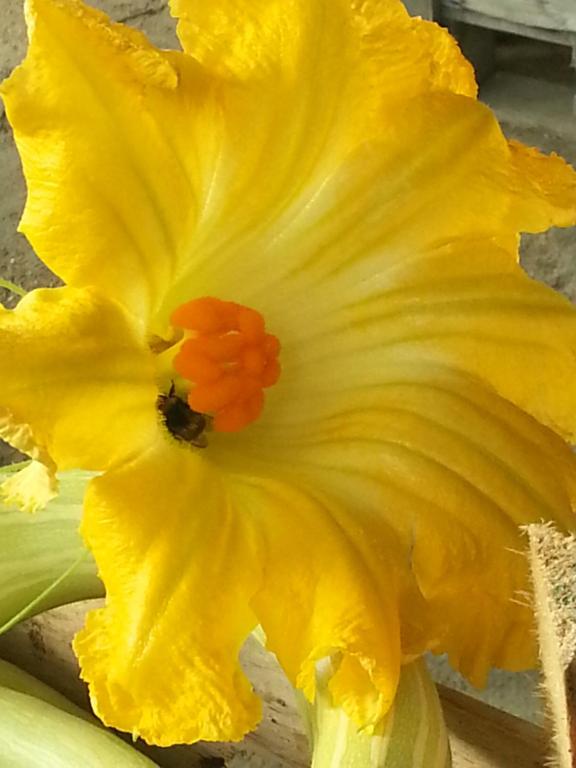 Una flor amarilla con una abeja encima. en Agriturismo Fioredizucca, en Albenga