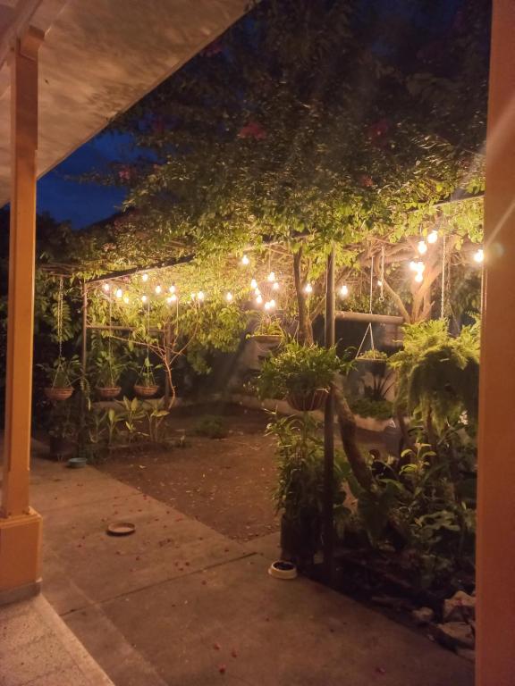a greenhouse with plants and lights at night at Casa de Luna in La Dorada