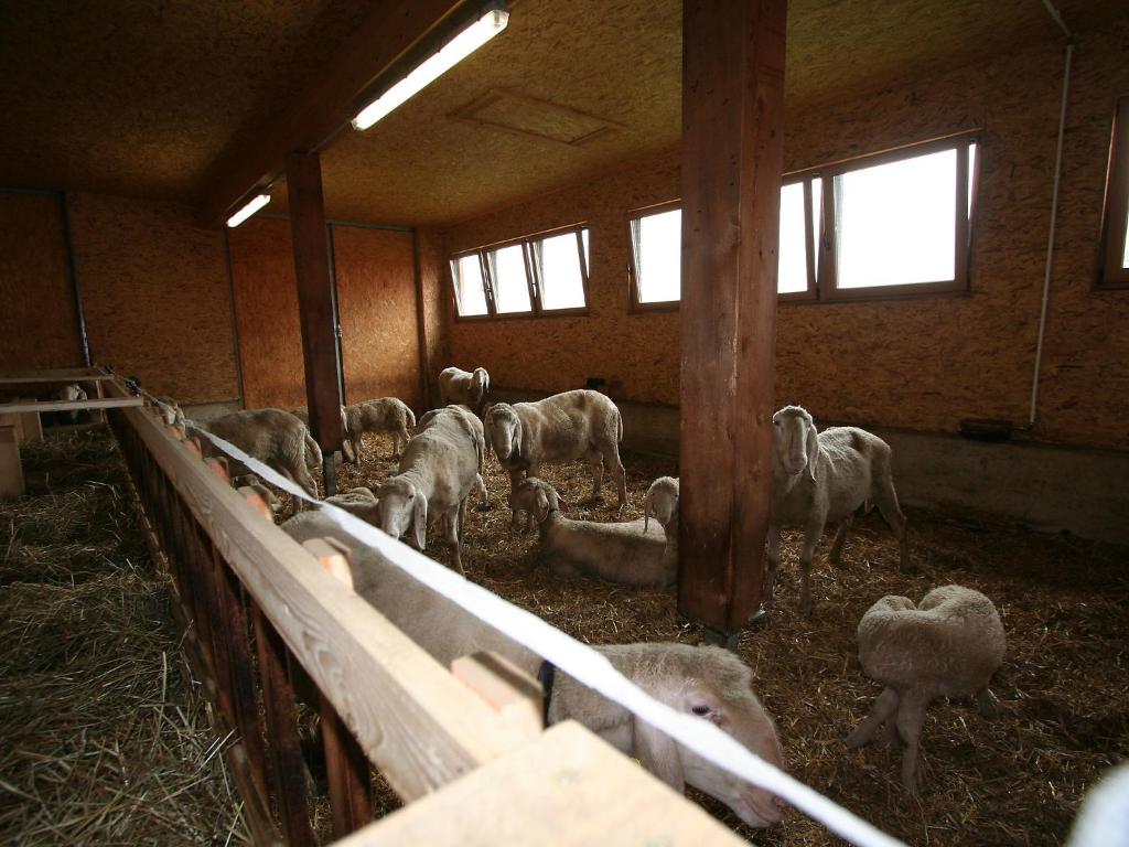 Zwierzęta w apartamencie lub w pobliżu