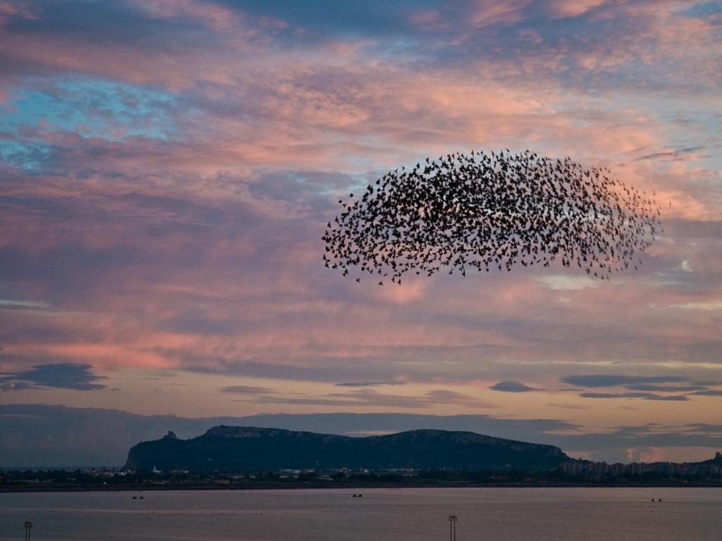 a large flock of birds flying over a body of water at Hotel Nautilus in Cagliari