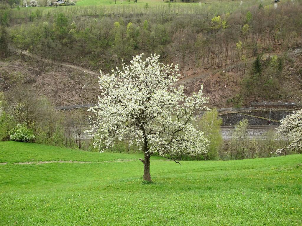 a tree in a field with white flowers on it at Apartment Achtalgut-1 by Interhome in Lend