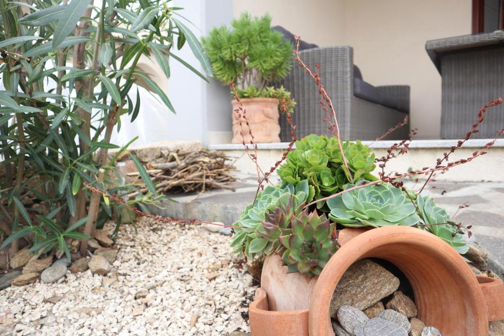 um jardim com plantas em vasos no solo em Casa Doci em Budoni