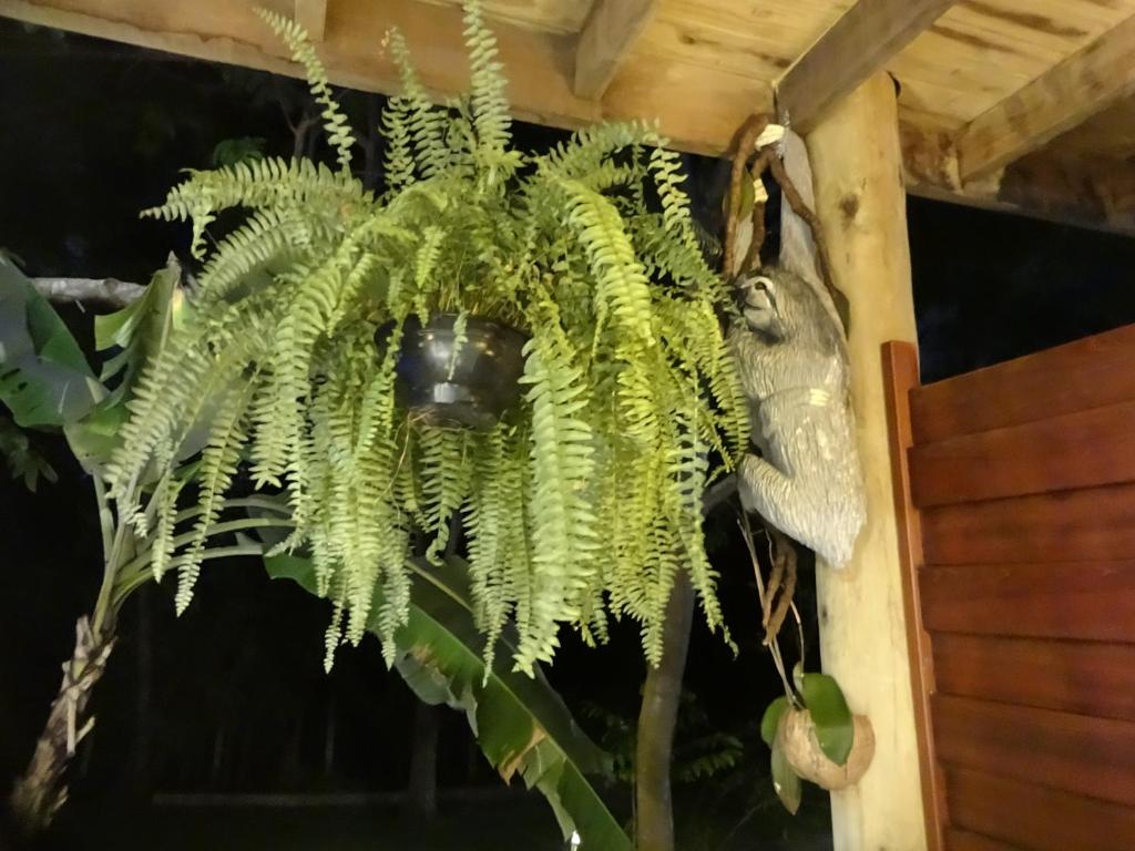 a green plant with a monkey hanging from it at Bangalô no alto da colina no Villas do Pratagy - Maceió in Maceió