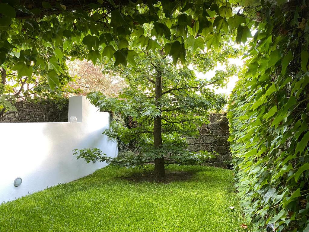 ポルトにあるCasa 45 Portoの壁の横の庭の木
