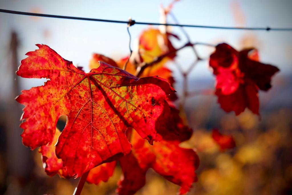 Fotografie z fotogalerie ubytování Cà 'd Langa B&B v destinaci Treiso