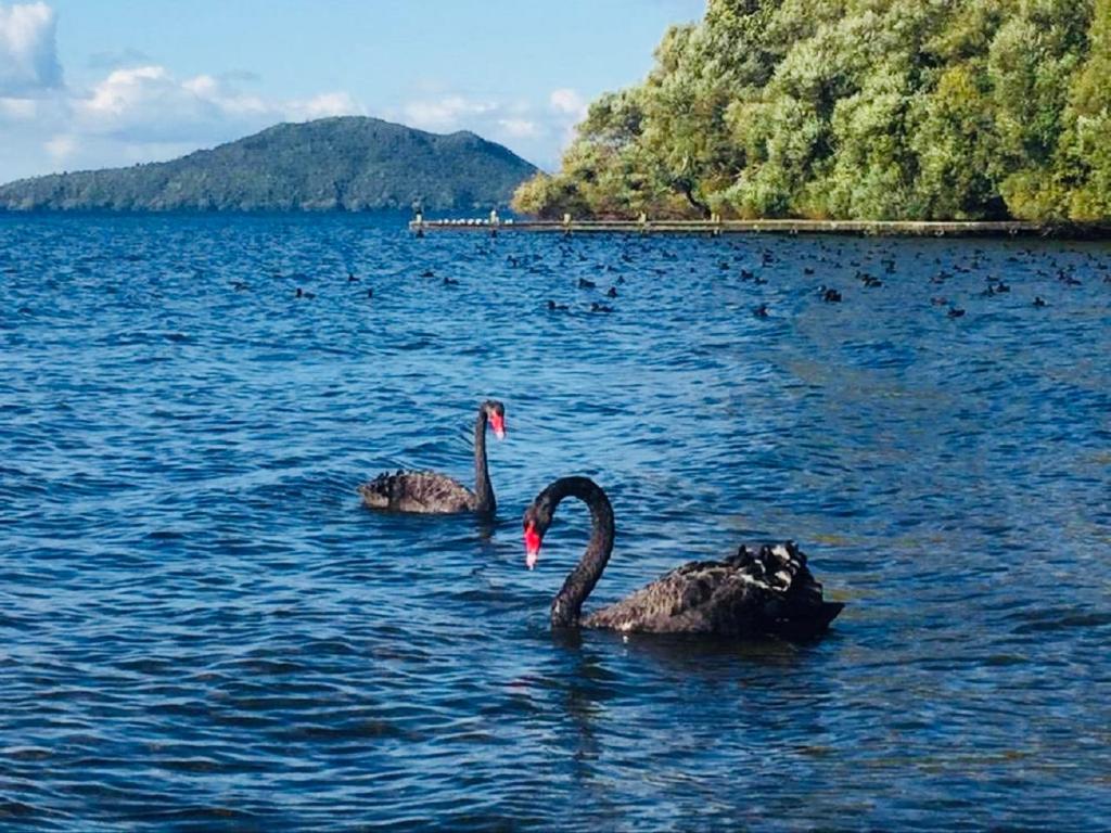 dwa czarne łabędzie pływające w dużym zbiorniku wody w obiekcie Gemini Lodge w mieście Rotorua