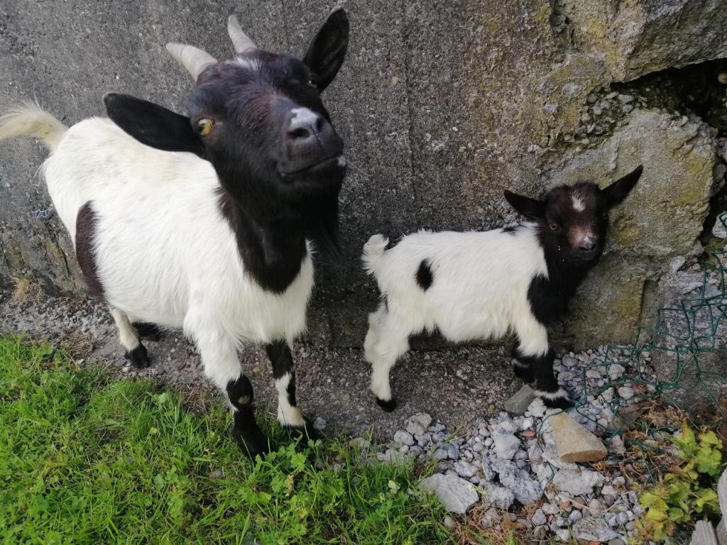 Assiette en porcelaine Tiny Farmer Mouton – Les Baby's