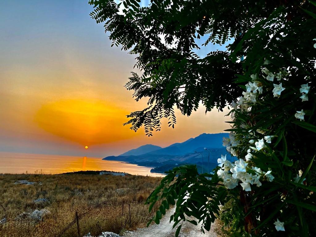 a sunset over the water with a tree in the foreground at Vila Llaka in Himare