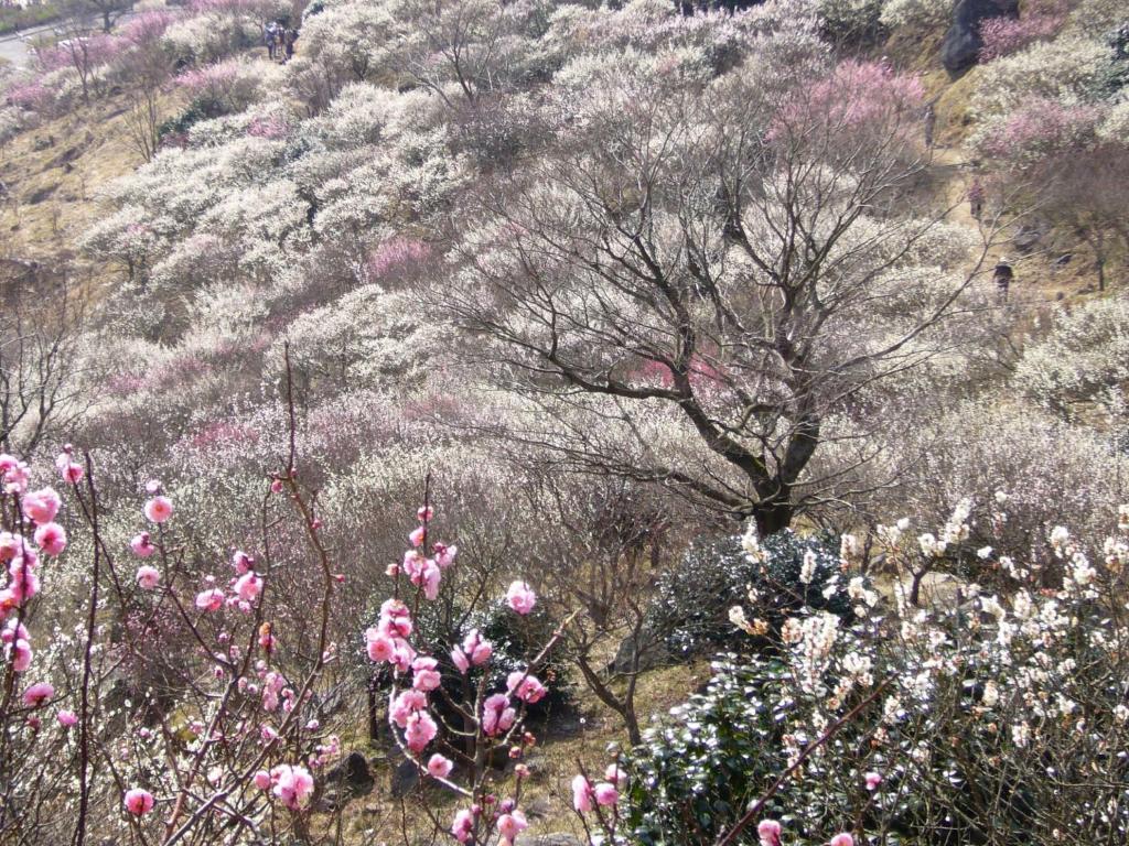 Paesaggio naturale nelle vicinanze del ryokan