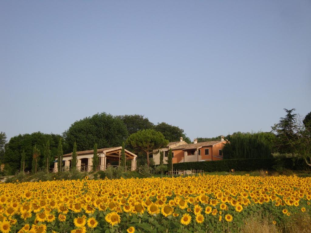 a field of sunflowers with a house in the background at Rustico del Conero in Camerano