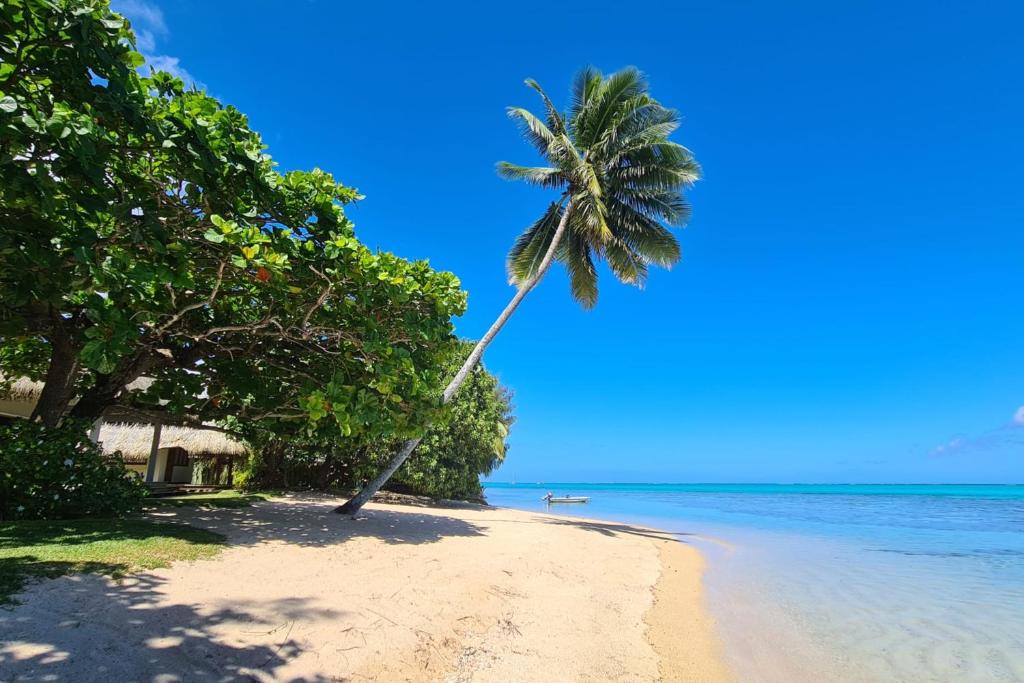 a palm tree on a beach with the ocean at Villa Meheana in Moorea