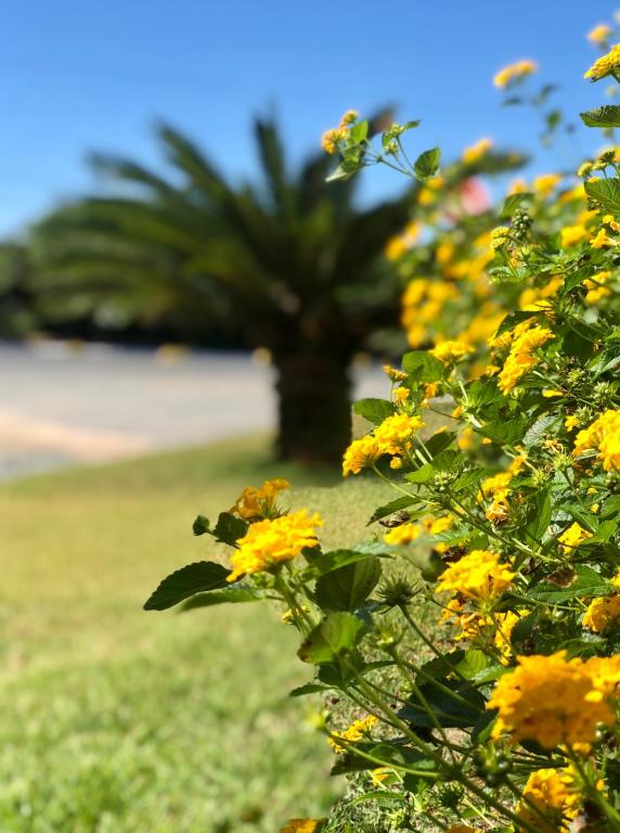 Um jardim em Reserva Praia Hotel
