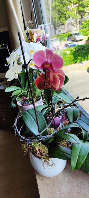 Weltoffenes privates Gästezimmer bei LGBTQ freundlichen Gastgeber der mit in der Wohnung lebt - 6