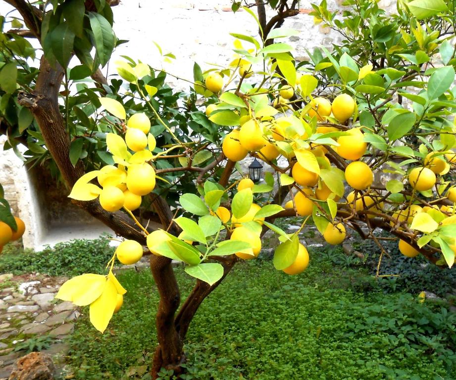 Un limonero con muchas frutas amarillas. en CastleHouse, en Elbasan