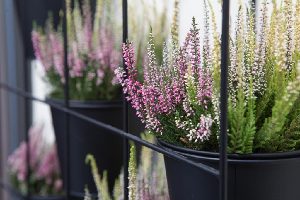 Effie's cozy old town studios - 19