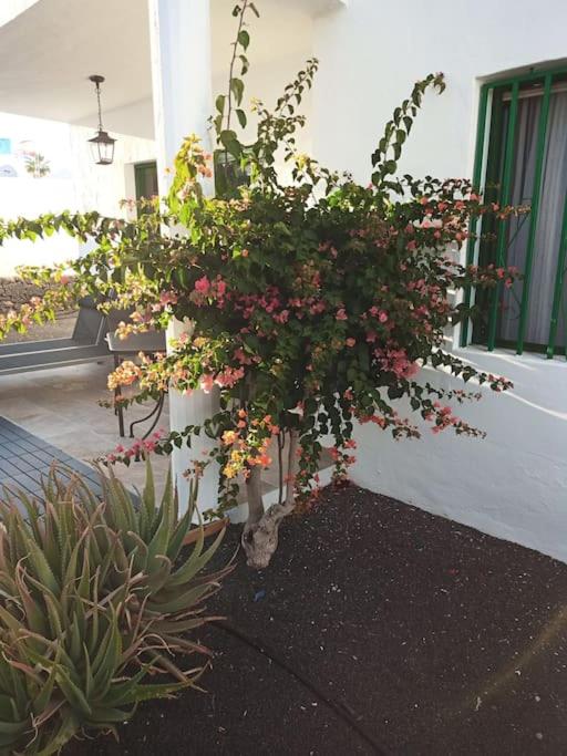 Vonkajšia záhrada v ubytovaní Casa Su Lanzarote