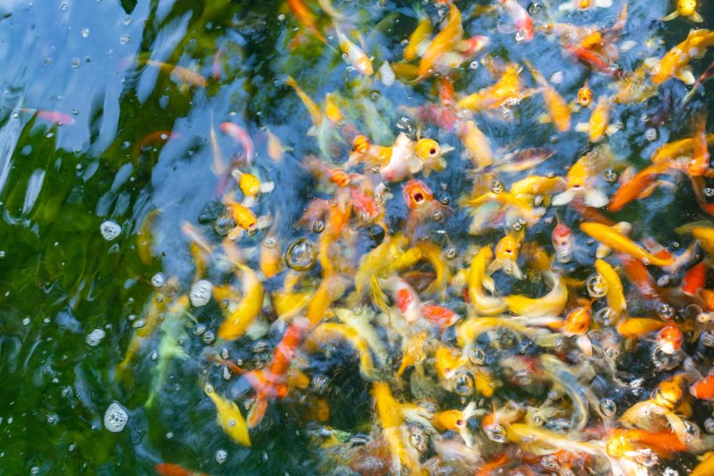 Tiere im Hotel oder in der Nähe