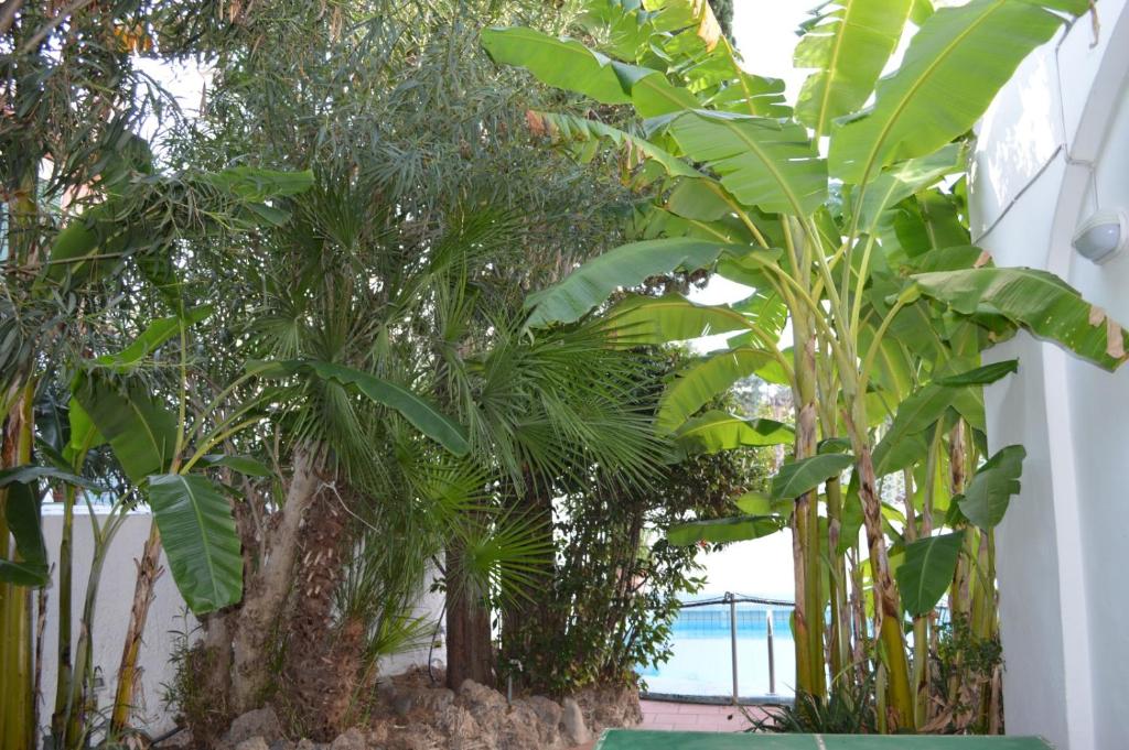 een groep bomen en planten in een gebouw bij Appartamento in Villa il Kent a 2 passi dal mare in Ischia