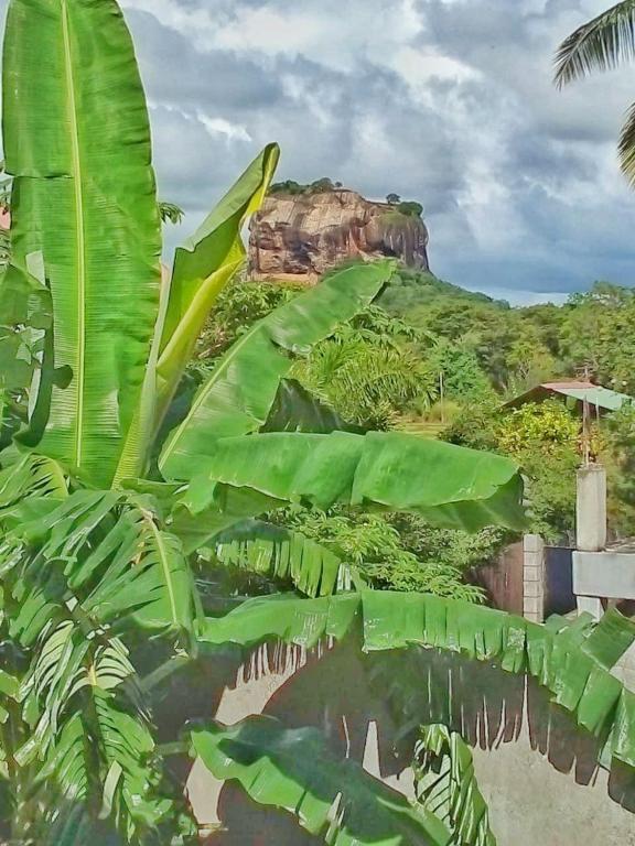 a banana tree with a mountain in the background at Rithu Homestay in Sigiriya