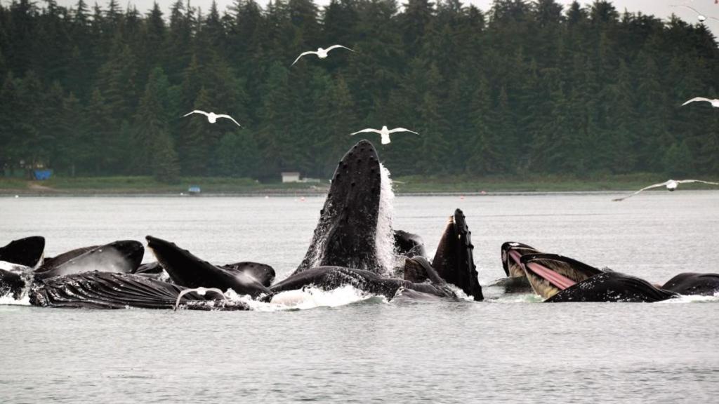 a group of birds swimming in the water at Trailhead Room - Near Mendenhall Glacier, Trails, and Conveniences - DISCOUNTS ON TOURS! in Mendenhaven