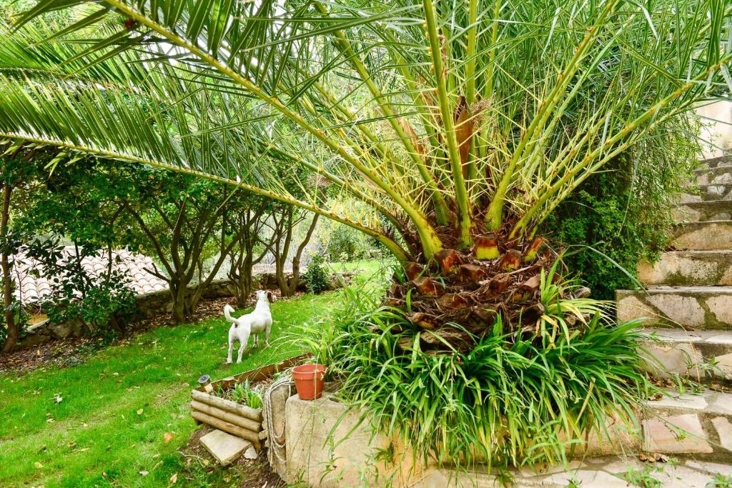a palm tree in a garden with a goat in the background at L’appartement - Jardin Secret in Marseille