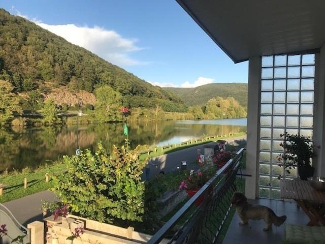 a dog standing on a balcony looking at a river at la Rose sur Meuse in Haybes