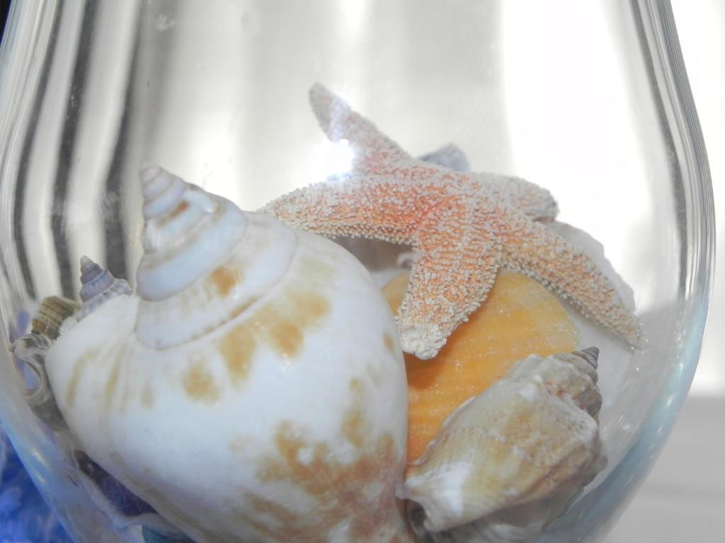 a glass jar filled with shells and a starfish at Hotel Arizona in Lido di Jesolo
