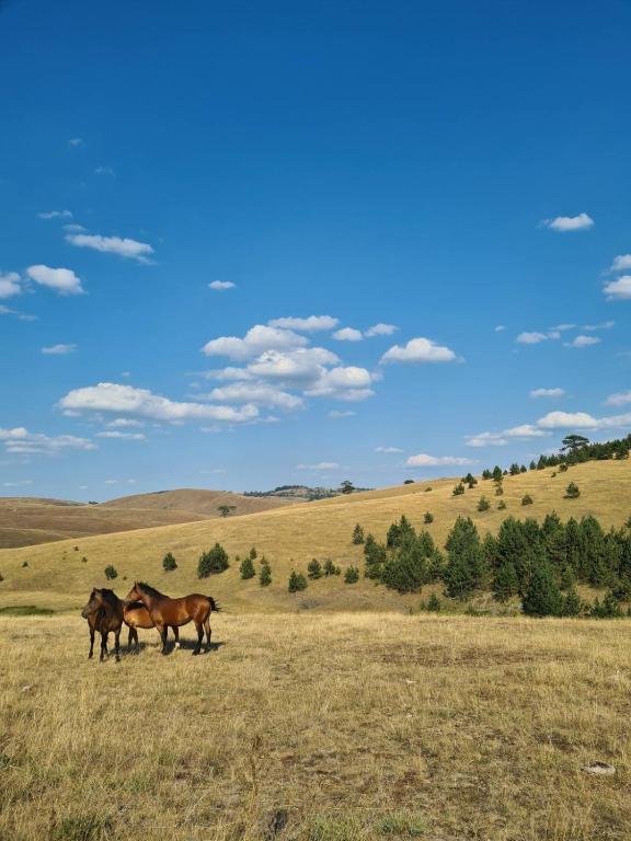 Altri animali domestici presso la casa vacanze o nei dintorni