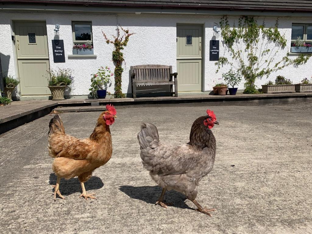 two chickens are standing in a parking lot at The Barley Store in Bushmills
