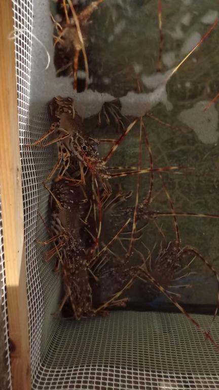 a group of insects on a metal net at Hostal S'Algaret in Fornells