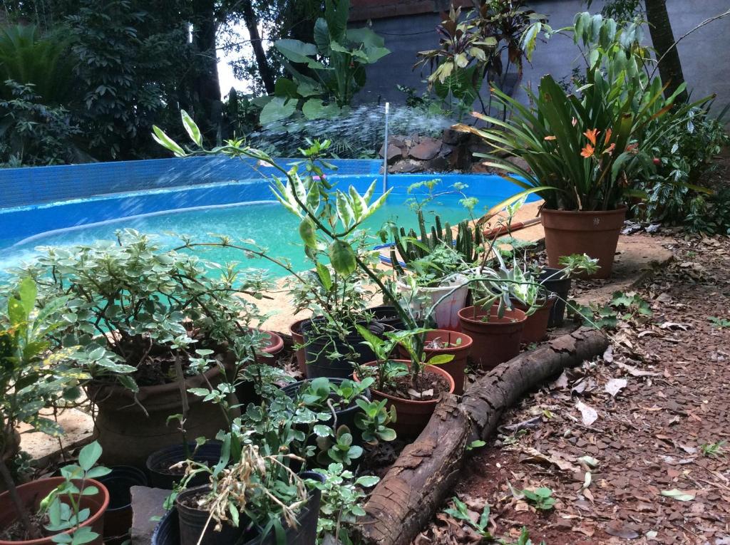 a group of plants in pots next to a swimming pool at Arboleda Loft in Jardín América