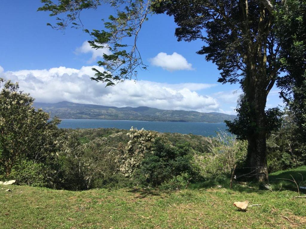 a tree in a field with a view of a lake at Basecamp Arenal in Tronadora