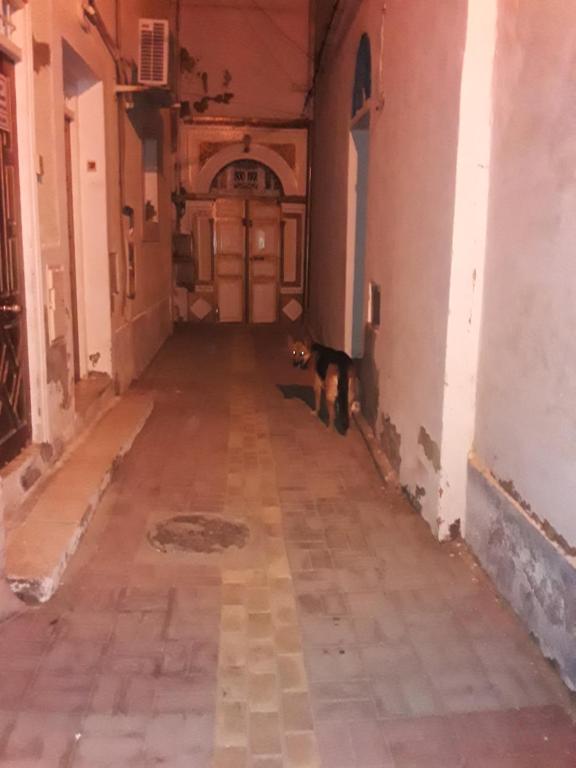 a cat is standing in an empty hallway at Maison d'hôte Chama in Kairouan