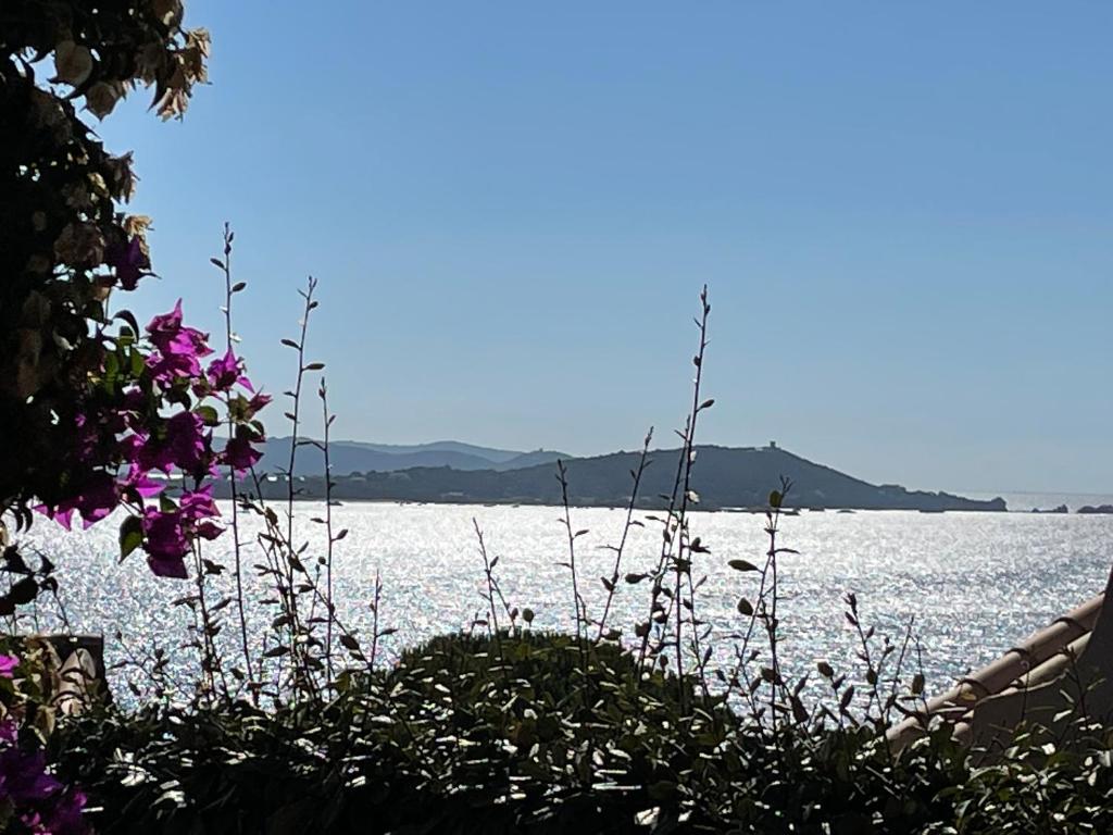 een uitzicht op een grote hoeveelheid water met bloemen bij Villa Bougainville in Porticcio