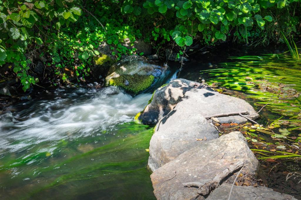 a stream with a rock in the middle of a river at Hirtenhaus 28b Erdgeschoss in Chorin