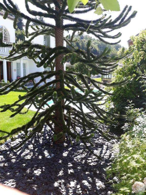 Gasthof Ginzinger - Single Room With Bathroom