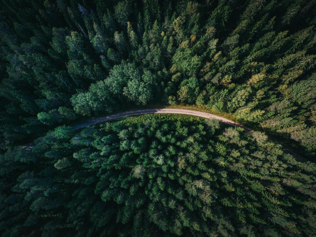 an aerial view of a forest with a road at Sebiana in Buşteni