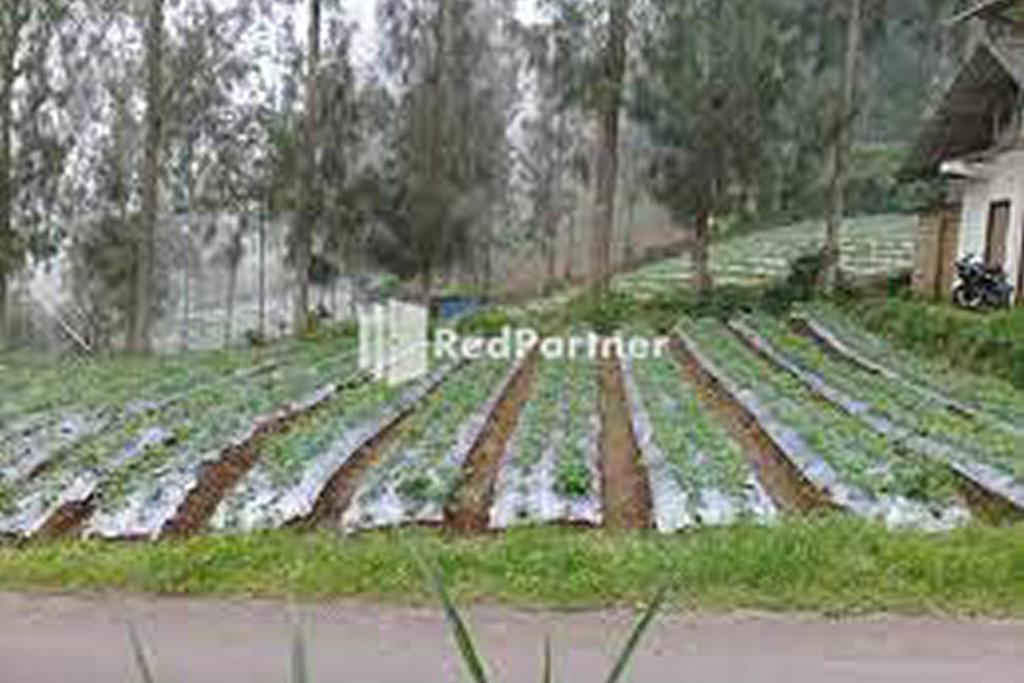 a field filled with lots of green plants at Gebby Homestay Bromo RedPartner in Pasuruan