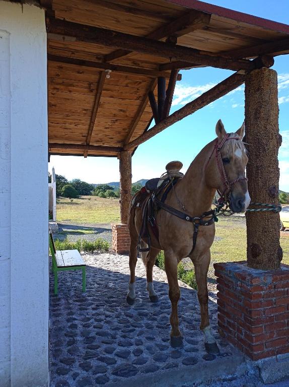 Zvířata v venkovského domu nebo okolí